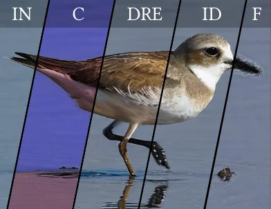 Learned Perceptual Graphics teaser